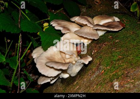 Crepidotus mollis ist ein fächerförmiger Pilz. Wächst im Spätsommer und Herbst auf falllen deciduios-Bäumen. Weit verbreitet in t Stockfoto