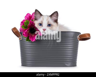 Niedliches Ragdoll-Katzenkätzchen, das in einer grauen Wanne sitzt und mit falschen rosa Blumen geschmückt ist. Der Kopf liegt auf der Kante und sieht neugierig auf die Kamera aus, mit typischer blauer Rasse Stockfoto