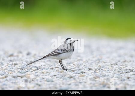Ein weißer Wagtail, der auf dem Boden läuft, bewölkter Tag im Frühling Stockfoto