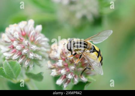 Nahaufnahme des hoverfly Helophilus trivittatus, der sich an einer Blume ernährt Stockfoto