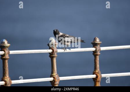 Kapuzenkrähe (Corvus cornix), die im linken Profil entlang des obersten Geländes des Eisens läuft, in Richtung Kamera, vor einem Hintergrund des Blauen Meeres, in Großbritannien Stockfoto