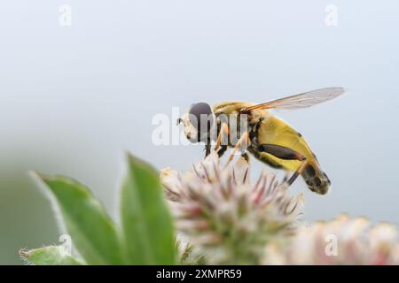 Nahaufnahme des hoverfly Helophilus trivittatus, der sich an einer Blume ernährt Stockfoto