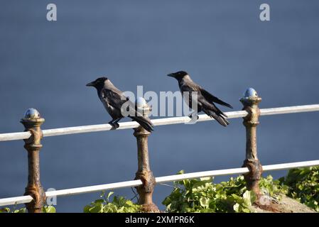 Ein Paar Krähen mit Kapuze (Corvus cornix), die auf der linken Seite auf dem Blick zum Meer stehen, von der Spitze des Eisernen Geländes auf der Isle of man, UK Afternoon Sun Stockfoto