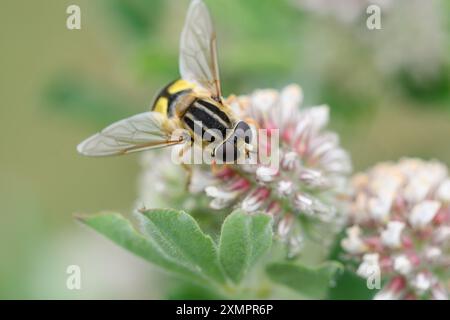 Nahaufnahme des hoverfly Helophilus trivittatus, der sich an einer Blume ernährt Stockfoto