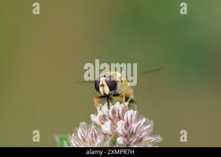 Nahaufnahme des hoverfly Helophilus trivittatus, der sich an einer Blume ernährt Stockfoto