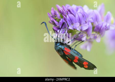 Nahaufnahme des Schmetterlings Zygaena Loti, der sich an einigen blauen Blumen ernährt Stockfoto