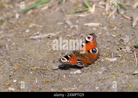 Ein Pfauenfalter Aglais io, der auf dem Boden ruht, sonniger Tag im Sommer Österreich Stockfoto