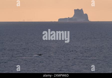 Antarktis Buckelwal Schwanz Sonnenuntergang Orange Himmel Eisberg im Hintergrund Ozean szenische Landschaft schöne Natur Wildtiere Kreuzfahrt Planschtauchen Stockfoto