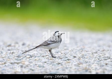Ein weißer Wagtail auf dem Boden, bewölkter Tag im Frühling Mühlbach am Hochkönig Österreich Stockfoto