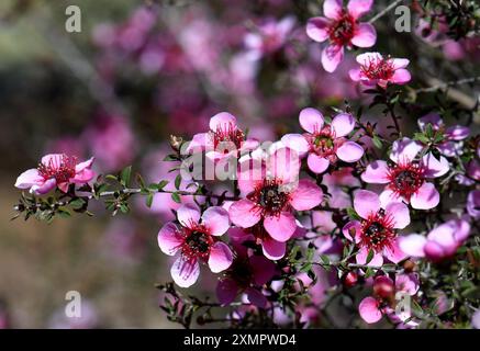 Nahaufnahme der australischen einheimischen rosafarbenen Manuka-Teebaumblüten der Sorte Leptospermum scoparium, Familie Myrtaceae, die in Sydney wachsen. Stockfoto