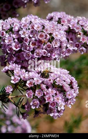 Biene auf rosafarbenen Blüten der australischen Paddys rosa Hybride aus Chamelaucium Wachsblume und Verticordia Federblume, Familie Myrtaceae Stockfoto