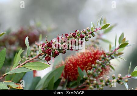 Nahaufnahme der sich entrollenden Knospen der tiefroten Blüte der australischen gebürsteten, mit Goldspitze versehenen Flaschenbürste Callistemon pollandi, Familie Proteaceae Stockfoto