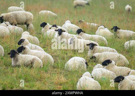 Eine Gruppe weißer Schafe mit schwarzen Köpfen auf einer Wiese, bewölkter Tag im Sommer, Deutschland Mönchgut Deutschland Stockfoto