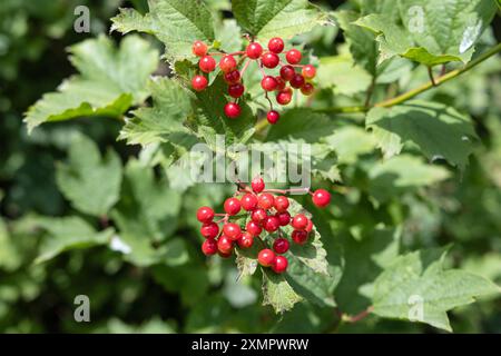 Nahaufnahme eines Gelder-Rose- oder Viburnum opulus-Strauchs mit roten Früchten, die im Freien wachsen Stockfoto