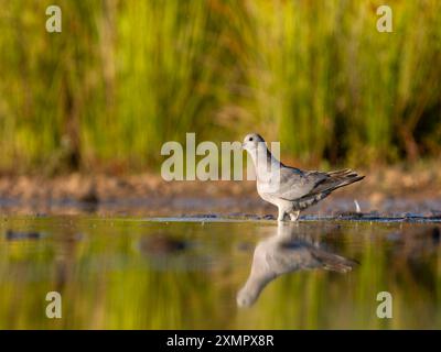 Stock Dove, Columba oenas, Single juvenile Bird at Water, Warwickshire, Juli 2024 f Stockfoto