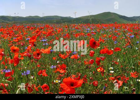 Helle Mohnblumen im Tal von Castelluccio, Umbrien. Stockfoto