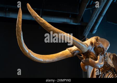 Skelett eines kolumbianischen Mammuths, Mammuthus Columbi, im Natural History Museum of Utah, Salt Lake City, Utah. Stockfoto