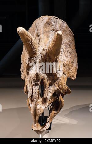 Schädelabdruck von Triceratops horridus, einem Ceratopsiden-Dinosaurier, im Natural History Museum of Utah, Salt Lake City, Utah. Stockfoto