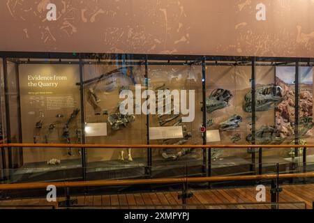 Eine Ausstellung von Allosaurus-Knochen, die im Cleveland-Lloyd Dinosaurier Quarry gefunden wurden. Natural History Museum of Utah, Salt Lake City. Stockfoto