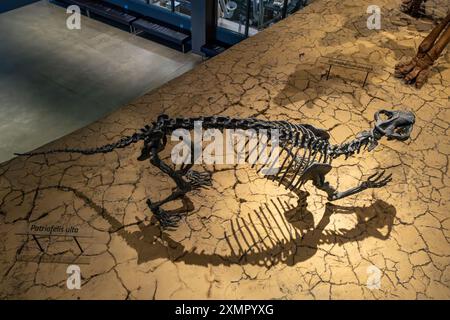 Im Natural History Museum of Utah, Salt Lake City, Utah, können Sie das Skelett des Patriofelis ulta, eines katzenähnlichen Säugetiers, gießen. Stockfoto