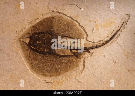 Fossiles Skelett von Heliobatis radians, einem Süßwasserrochen, im Natural History Museum of Utah, Salt Lake City, Utah. Stockfoto