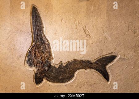 Ein fossiler Paddelfisch, Crossopholis magnicaudatus, im Natural History Museum of Utah, Salt Lake City, Utah. Stockfoto