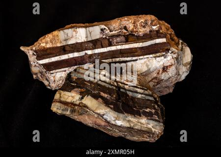 Proben von Bändereisenbildung aus dem Barberton Greenstone-Gürtel. Stockfoto