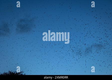 Hunderttausende Purple Martin Vögel erobern im Juli 2024 in Round Rock, Texas, während einer Watcihng-Party der Travis Audubon Society den Himmel. Stockfoto