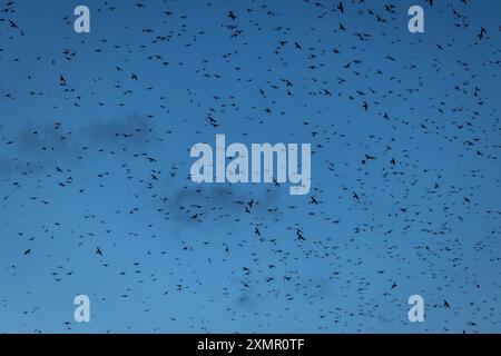 Hunderttausende Purple Martin Vögel erobern im Juli 2024 in Round Rock, Texas, während einer Watcihng-Party der Travis Audubon Society den Himmel. Stockfoto