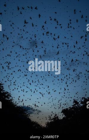 Hunderttausende Purple Martin Vögel erobern im Juli 2024 in Round Rock, Texas, während einer Watcihng-Party der Travis Audubon Society den Himmel. Stockfoto