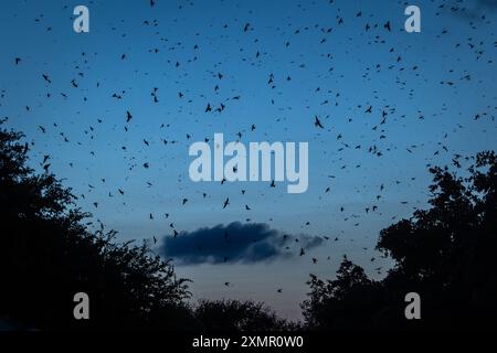 Hunderttausende Purple Martin Vögel erobern im Juli 2024 in Round Rock, Texas, während einer Watcihng-Party der Travis Audubon Society den Himmel. Stockfoto