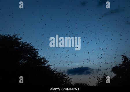 Hunderttausende Purple Martin Vögel erobern im Juli 2024 in Round Rock, Texas, während einer Watcihng-Party der Travis Audubon Society den Himmel. Stockfoto