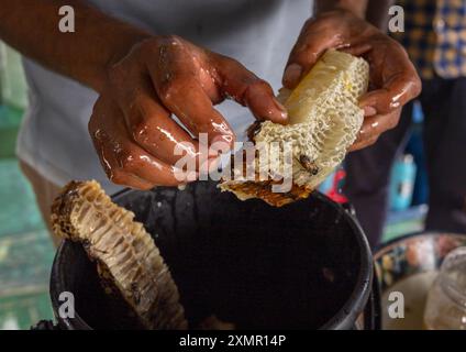 Imker entfernt Honig aus der Wabe, Khulna Division, Shyamnagar, Bangladesch Stockfoto