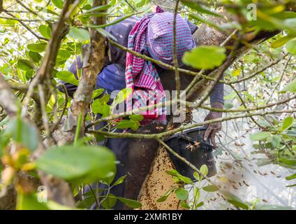 Imker sammelt Honig aus dem Bienenstock in der Mangrove, Khulna Division, Shyamnagar, Bangladesch Stockfoto