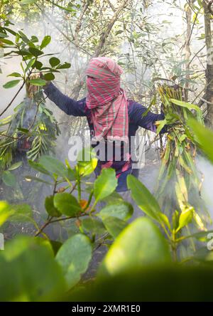 Imker sammelt Honig aus dem Bienenstock in der Mangrove, Khulna Division, Shyamnagar, Bangladesch Stockfoto