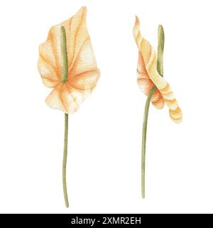Getrocknete Anthuriumblume Aquarellillustration im Boho-Stil. Handgezeichnetes Clipart-Set mit Blumenmuster. Hochzeitskartendekoration. Elemente, die auf weiß isoliert sind Stockfoto
