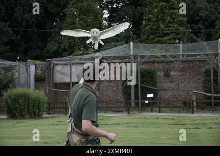 Eine gemeine Scheuneneule, die gerade auf ihrem Besitzer landet, während einer Ausstellung im Thorp Perrow Arboretum Stockfoto