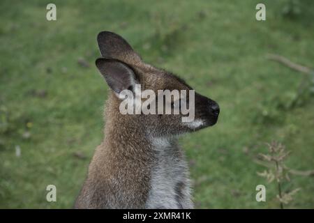 Ein Rothalswallaby im Thorp Perrow Arboretum Stockfoto