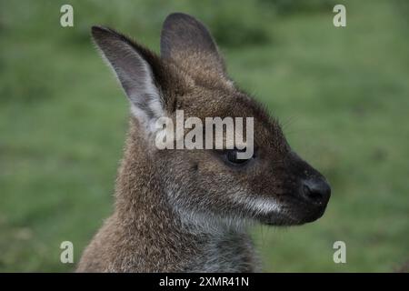 Ein Rothalswallaby im Thorp Perrow Arboretum Stockfoto