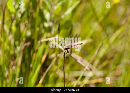 Eine gewöhnliche Dartblume (Sympetrum striolatum), die auf einer Wasserpflanze am Rande eines Teichs in der Landschaft von Essex in Großbritannien ruht. Stockfoto