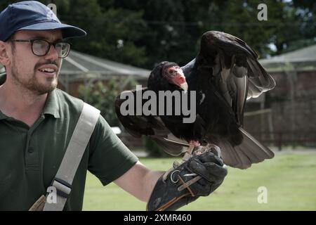 Ein Falkner zeigt einen Truthahngeier auf seinem Lederhandschuh Stockfoto