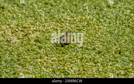 Freundlicher grüner Frosch auf schwimmender Vegetation im stagnierenden Wasser eines Flusses im Sommer und mit intensivem Licht Stockfoto