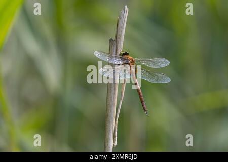 Keilflecklibelle, Keilfleck-Mosaikjungfer, Keilfleck-Libelle, Aeshna Isozeles, Anaciaeschna Isosceles, Isoaeschna-Isozelen, grünäugiger Hawker, Norfolk Stockfoto