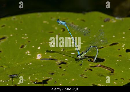 Hufeisen-Azurjungfer, Eiablage im Tandem, Männchen und Weibchen, Paar, Pärchen, Hufeisenazurjungfer, Azurjungfer, Coenagrion puella, Azure Damselfly, Stockfoto