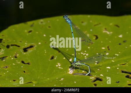 Hufeisen-Azurjungfer, Eiablage im Tandem, Männchen und Weibchen, Paar, Pärchen, Hufeisenazurjungfer, Azurjungfer, Coenagrion puella, Azure Damselfly, Stockfoto