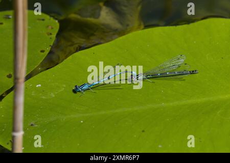 Hufeisen-Azurjungfer, Tandem, Männchen und Weibchen, Paar, Pärchen, Hufeisenazurjungfer, Azurjungfer, Coenagrion puella, Azure Damselfly, männlich und fem Stockfoto