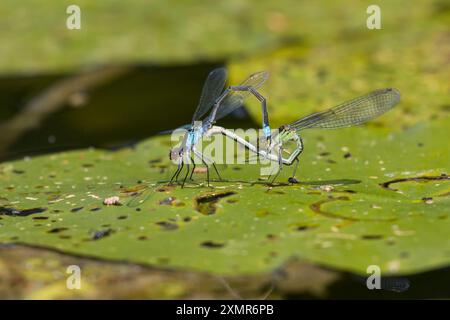 Großes Granatauge, Großes Granatauge, Paarung, Paar, Paarungsrad, Kopulation, Kopula, Männchen und Weibchen, Erythromma najas, Agrion najas, rote Augen Stockfoto