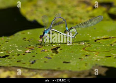 Großes Granatauge, Großes Granatauge, Paarung, Paar, Paarungsrad, Kopulation, Kopula, Männchen und Weibchen, Erythromma najas, Agrion najas, rote Augen Stockfoto