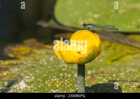 Großes Granatauge, großes Granatauge, Männchen, Erythromma najas, Agrion najas, Rotäugige Damselfliege, große Redeye, männlich, naiade aux yeux rouges Stockfoto