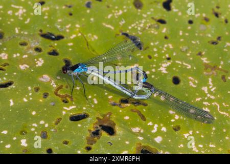 Großes Granatauge, Großes Granatauge, Paarung, Paar, Paarungsrad, Kopulation, Kopula, Männchen und Weibchen, Erythromma najas, Agrion najas, rote Augen Stockfoto